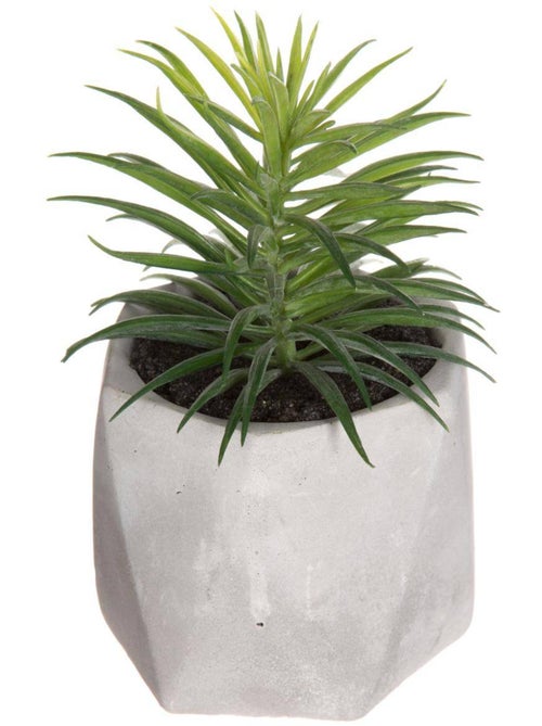 Plante grasse artificielle MASAO - Kiabi
