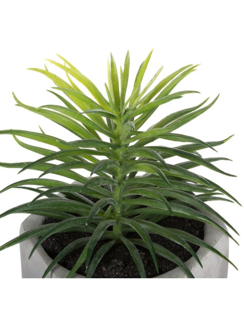 Plante grasse artificielle MASAO - Kiabi