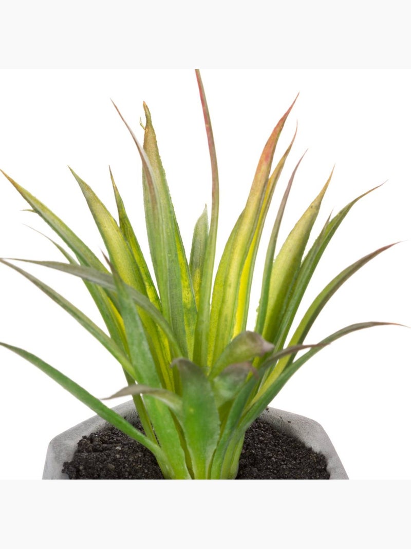 Plante grasse artificielle MASAO Noir - Kiabi