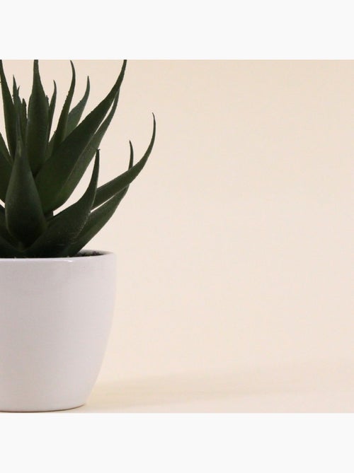 Plante grasse artificielle pot céramique 15cm - Kiabi