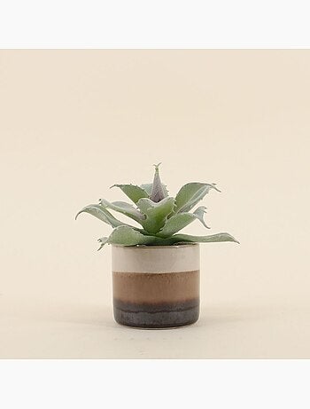 Plante grasse artificielle pot céramique rayé 12cm