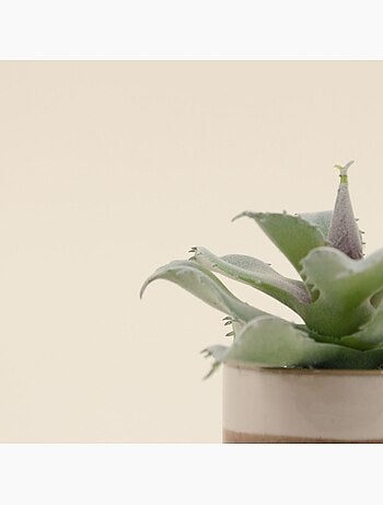 Plante grasse artificielle pot céramique rayé 12cm