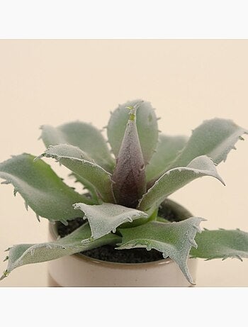 Plante grasse artificielle pot céramique rayé 12cm