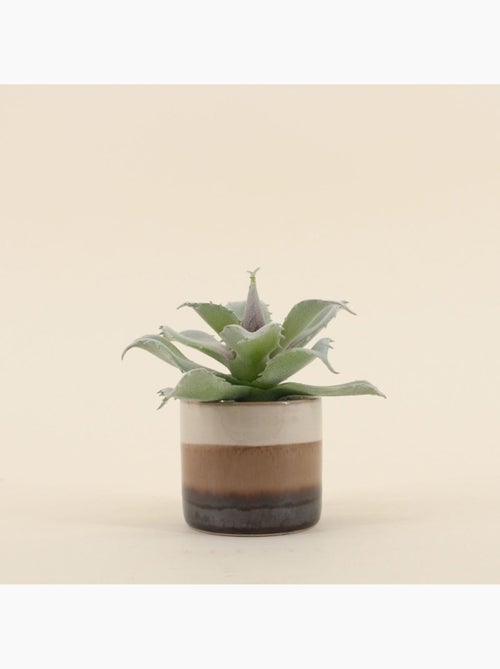 Plante grasse artificielle pot céramique rayé 12cm - Kiabi