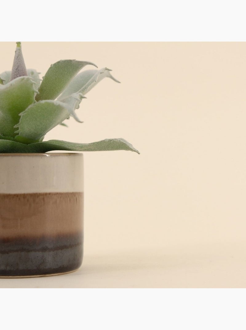Plante grasse artificielle pot céramique rayé 12cm Marron - Kiabi