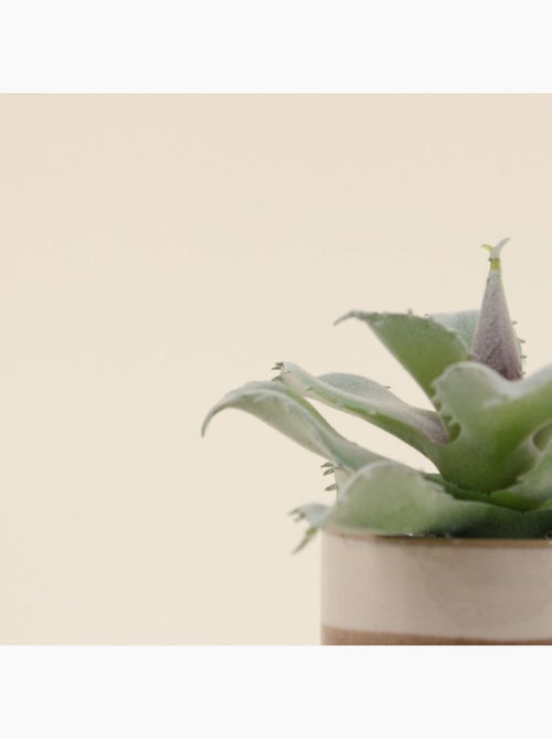 Plante grasse artificielle pot céramique rayé 12cm - Kiabi