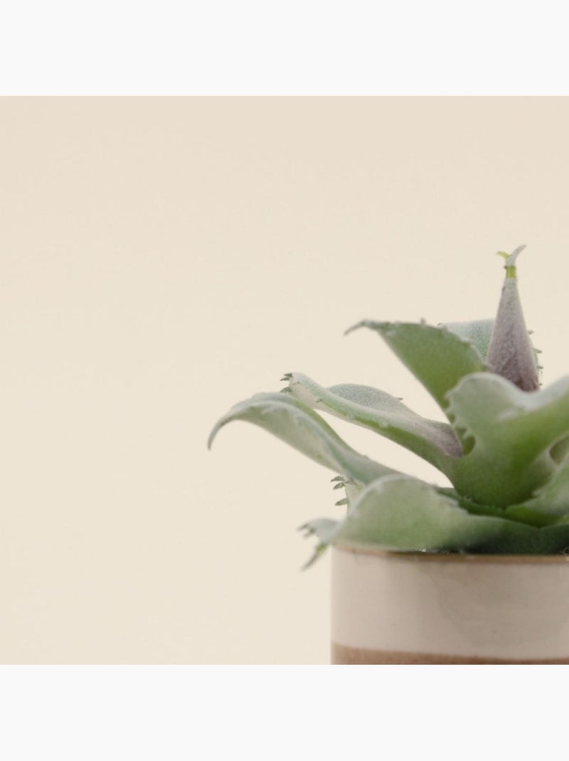 Plante grasse artificielle pot céramique rayé 12cm Marron - Kiabi