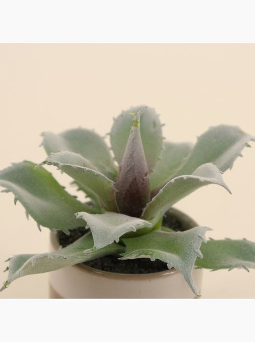 Plante grasse artificielle pot céramique rayé 12cm - Kiabi