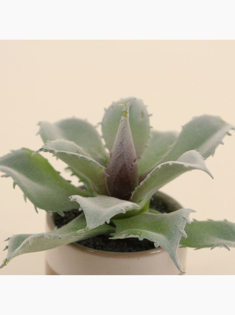Plante grasse artificielle pot céramique rayé 12cm Marron - Kiabi