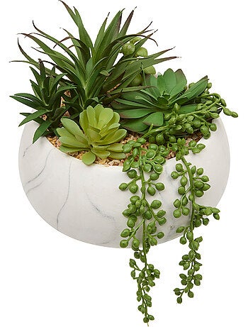 Plante petit format JESY