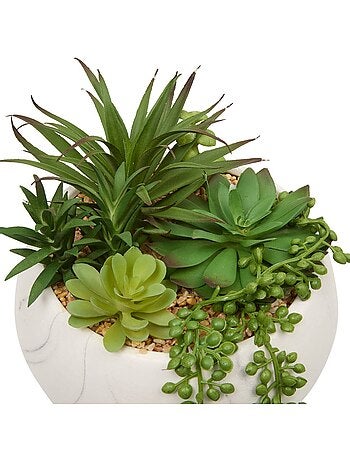 Plante petit format JESY