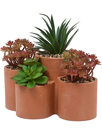 Plante petit format WONJ