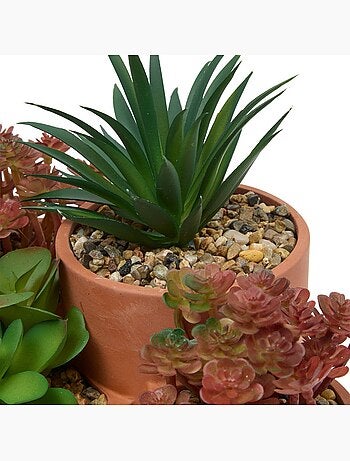 Plante petit format WONJ