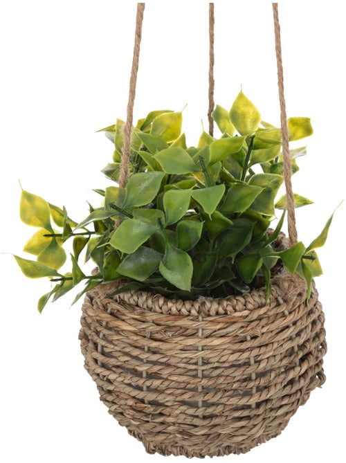 Plante Zoe à suspendre H17cm - Kiabi