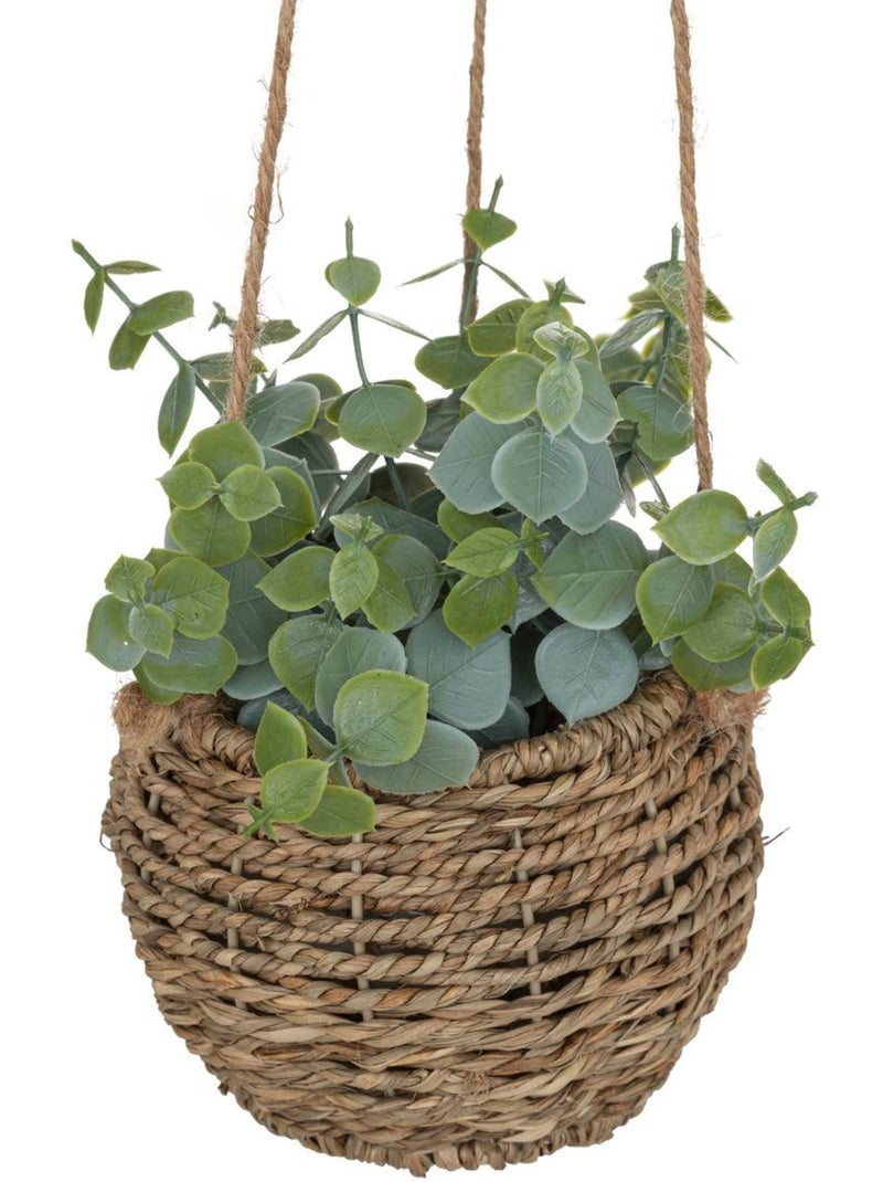 Plante Zoe à suspendre H17cm Multicolore - Kiabi