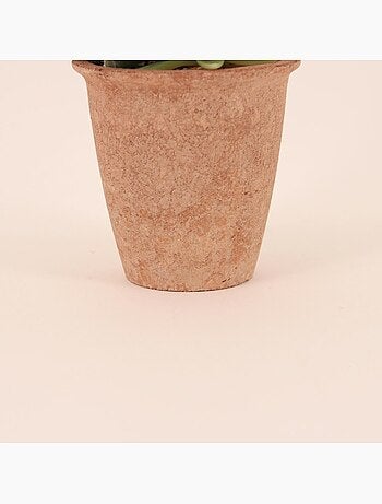 Plantes grasses artificielles 18cm