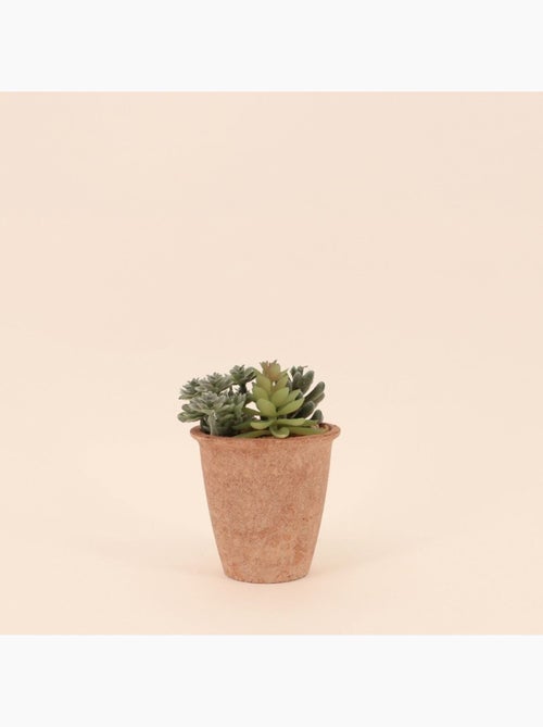 Plantes grasses artificielles 18cm - Kiabi