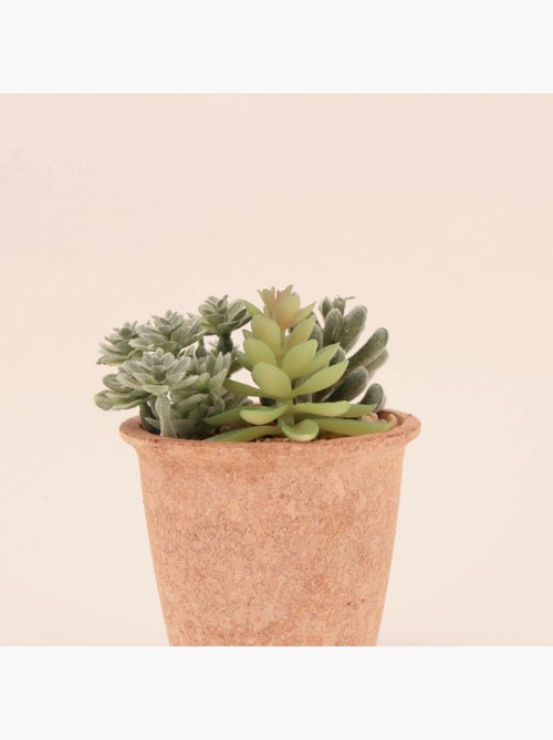 Plantes grasses artificielles 18cm - Kiabi