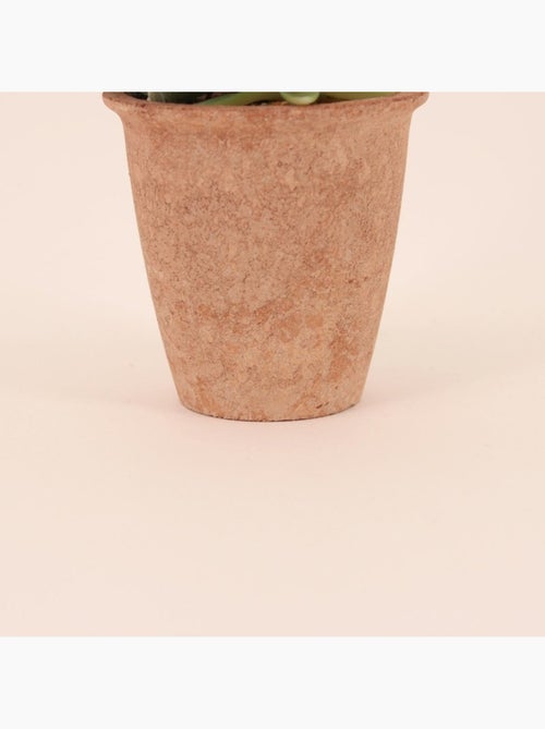 Plantes grasses artificielles 18cm - Kiabi