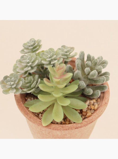 Plantes grasses artificielles 18cm - Kiabi