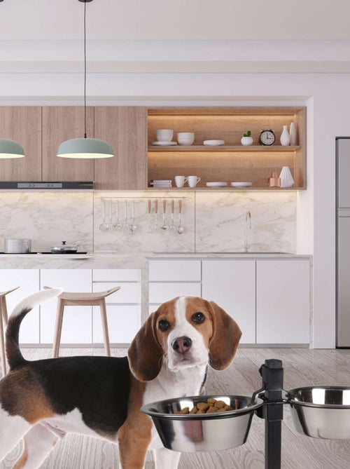 Porte-gamelles surélevé bar à chien avec 2 bols inox - Kiabi