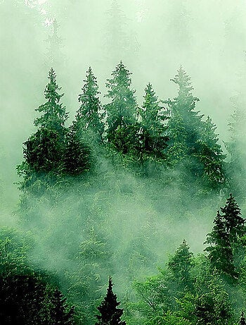 Poster intissé - foret sombre avec brouillard - 150 x 270 cm
