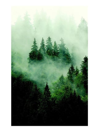 Poster intissé - foret sombre avec brouillard - 150 x 270 cm