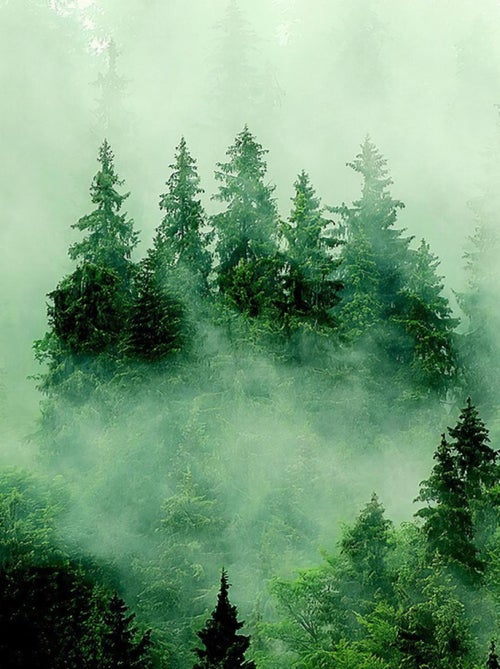 Poster intissé - foret sombre avec brouillard - 150 x 270 cm - Kiabi