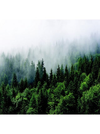 Poster intissé foret brouillard - 155 x 110 cm