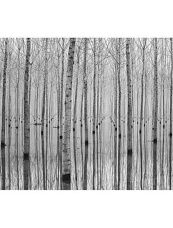 Poster Thème Birch Reflection - 360 x 270 cm