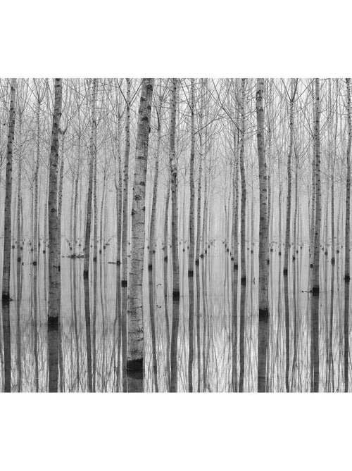 Poster Thème Birch Reflection - 360 x 270 cm - Kiabi