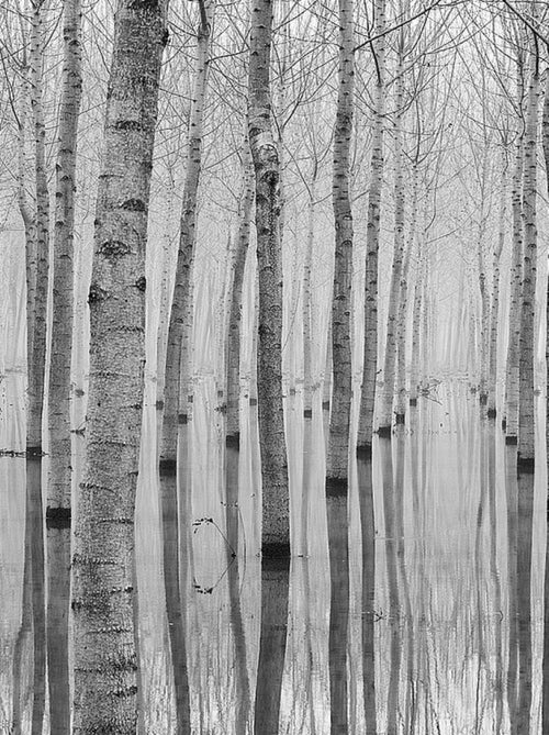 Poster Thème Birch Reflection - 360 x 270 cm - Kiabi