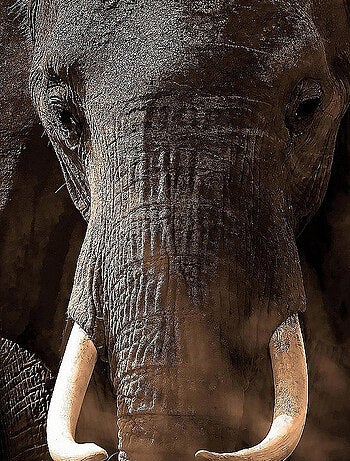 Poster Thème Elephant - 360 x 270 cm