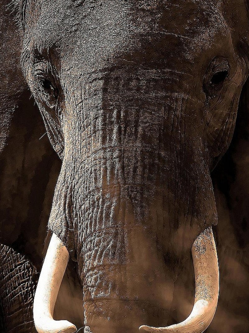 Poster Thème Elephant - 360 x 270 cm Multicolore - Kiabi