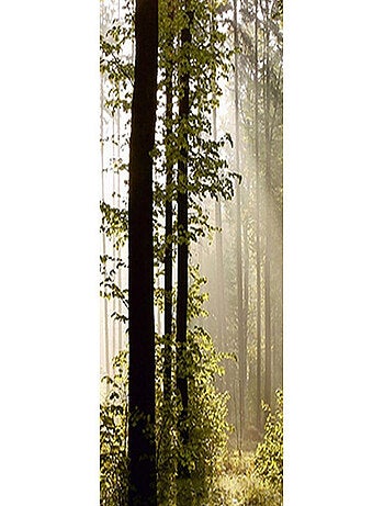 Poster Thème foret - 90 x 270 cm