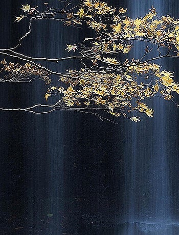 Poster Thème Golden Branch - 360 x 270 cm