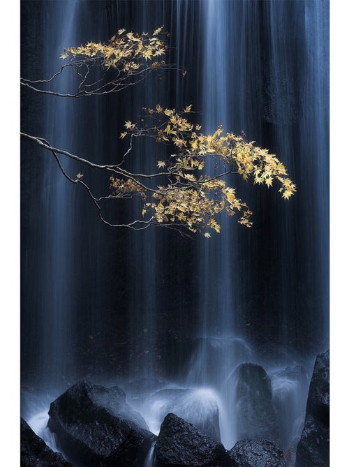 Poster Thème Golden Branch - 360 x 270 cm - Kiabi