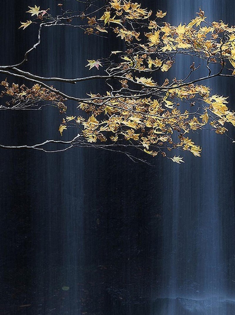 Poster Thème Golden Branch - 360 x 270 cm Multicolore - Kiabi