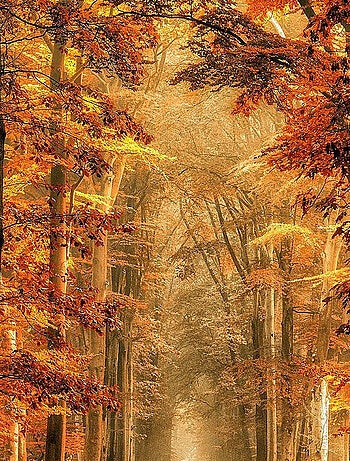 Poster Thème Golden Path - 360 x 270 cm