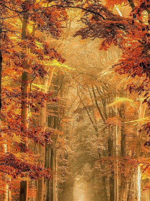 Poster Thème Golden Path - 360 x 270 cm - Kiabi