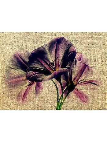 Poster thème lily on canvas - 155 x 110 cm