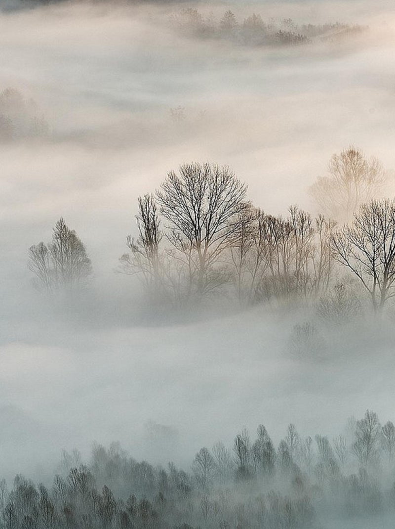 Poster Thème Misty Morning - 360 x 270 cm Multicolore - Kiabi