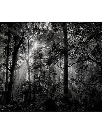Poster Thème Monochrome Forest - 360 x 270 cm
