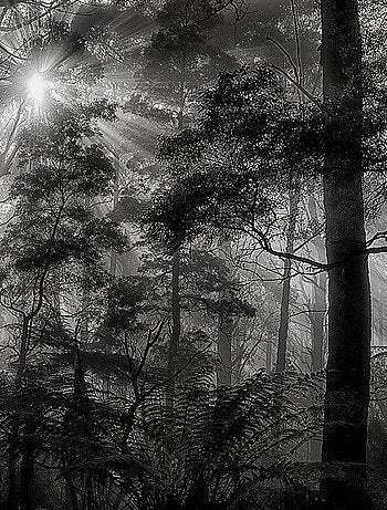 Poster Thème Monochrome Forest - 360 x 270 cm