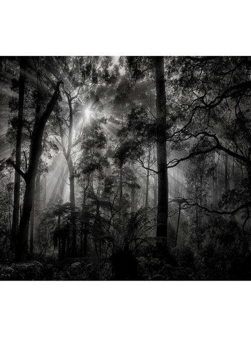 Poster Thème Monochrome Forest - 360 x 270 cm - Kiabi