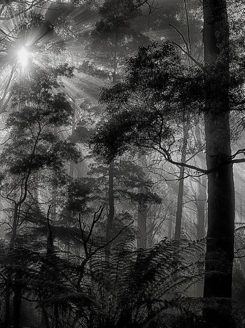 Poster Thème Monochrome Forest - 360 x 270 cm - Kiabi