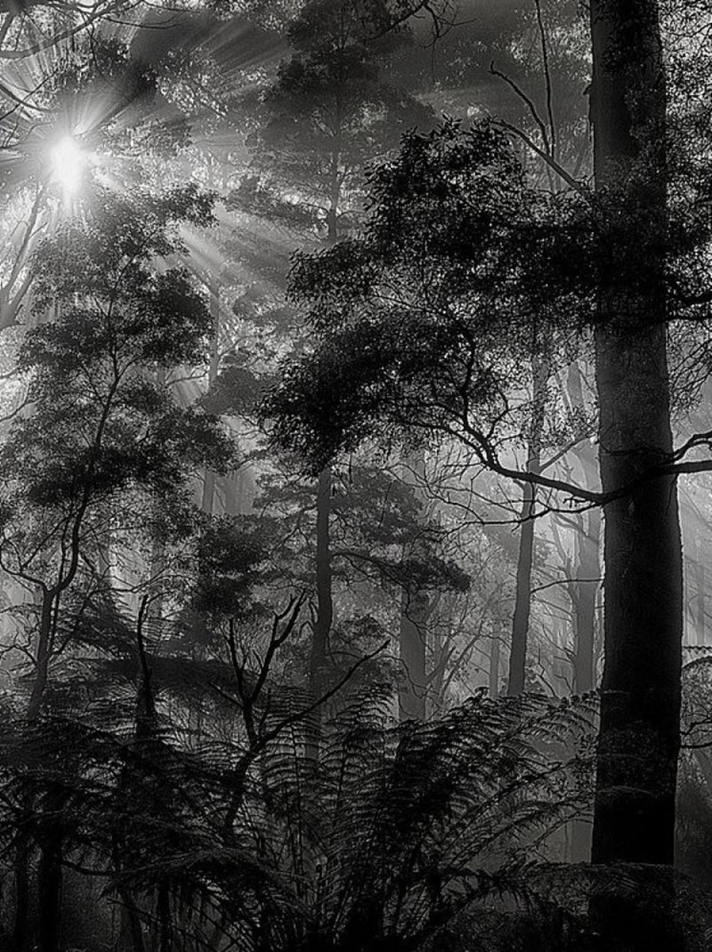 Poster Thème Monochrome Forest - 360 x 270 cm Multicolore - Kiabi