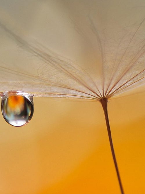 Poster Thème Morning Drop - 360 x 270 cm - Kiabi