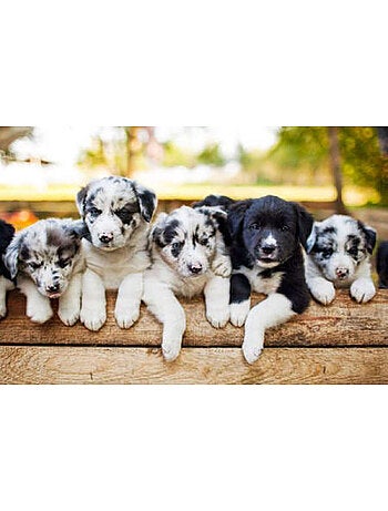 Puzzle 1000 Pièces Chiot Border Collier - Fabriqué en France