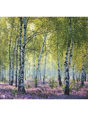 Puzzle 1000 pièces Forêt de bouleaux